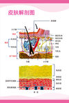 皮肤解剖图