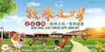 散养土鸡