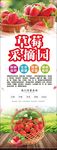 草莓采摘