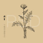 漏芦