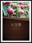 火龙果