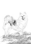 宠物名犬狗 白描 素描 线描