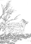 宠物名犬狗 白描 素描 线描