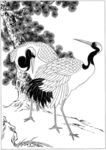 仙鹤 线描 素描 白描 国画
