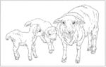 山羊 白描 素描 线描 国画
