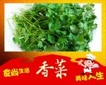 产品实物 香菜 绿色的 青色的