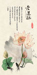玄关荷花