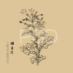 烟草花