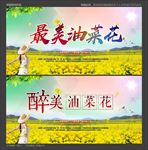油菜花