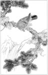 雄鹰 线描 素描 白描 国画