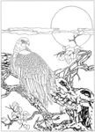 雄鹰 线描 素描 白描 国画