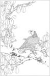 雄鹰 线描 素描 白描 国画