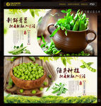 青豆
