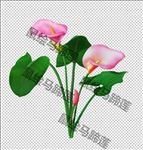 鼠绘马蹄莲