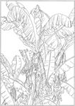 芭蕉 线描 素描 白描 中国画