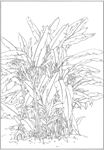 芭蕉 线描 素描 白描 中国画