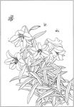 百合 白描 素描 线描 国画