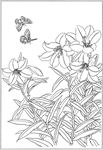 百合 白描 素描 线描 国画