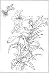 百合 白描 素描 线描 国画