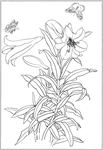百合 白描 素描 线描 国画
