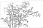 百合 白描 素描 线描 国画
