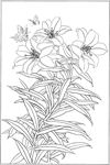 百合 白描 素描 线描 国画