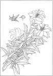 百合 白描 素描 线描 国画
