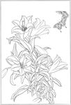 百合 白描 素描 线描 国画