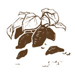 红薯