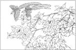 茶花 白描 素描 线描 国画