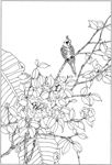 茶花 白描 素描 线描 国画