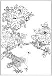茶花 白描 素描 线描 国画