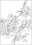 茶花 白描 素描 线描 国画