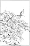 茶花 白描 素描 线描 国画