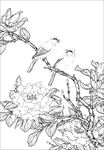 茶花 白描 素描 线描 国画