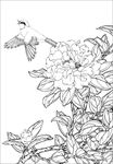 茶花 白描 素描 线描 国画
