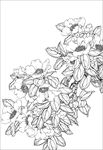 茶花 白描 素描 线描 国画