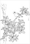 丁香花   白描 素描 线描