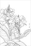 美人蕉  白描 素描 线描 国