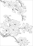 茶花 白描 素描 线描 国画