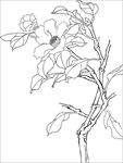 茶花 白描 素描 线描 国画