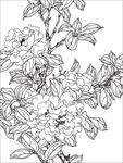 茶花 白描 素描 线描 国画