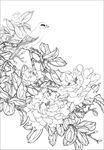 茶花线描 茶花白描 茶花素描