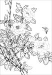 茶花线描 茶花白描 茶花素描
