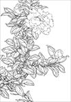 茶花线描 茶花白描 茶花素描