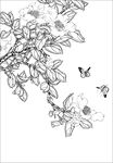 茶花线描 茶花白描 茶花素描