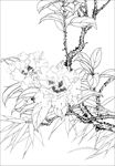 茶花线描 茶花白描 茶花素描