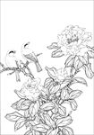 茶花线描 茶花白描 茶花素描