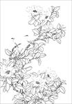 茶花白描 茶花线描 茶花素描