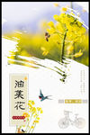 油菜花